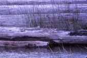 Spotted sandpiper