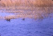 Bufflehead and coot