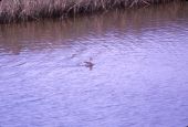 Red-breasted merganser