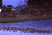 Shore birds