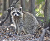 Raccoon in Glades County, Florida.