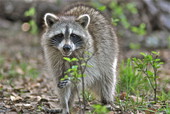 View showing a raccoon in Glades County, Florida.