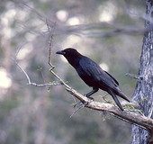 Common crow at Fisheating Creek - Glades County, Florida.