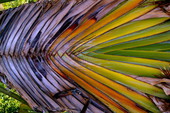 Close-up view showing woven palm fronds in Sanibel, Florida.
