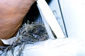 House wren in nest - Wakulla County, Florida