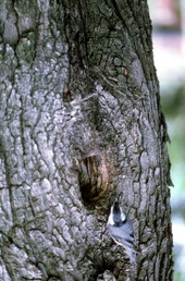 White-breasted nuthatch (Sitta carolinensis) - Wakulla County, Florida