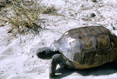 Gopher tortoise - Leon, Florida.