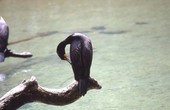 View of a Cormorant (Phalacrocoracidae).