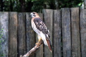 Red-tailed hawk (Buteo jamaicensis)