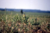 Dickcissel.