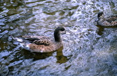 American Wigeon (Anas americana) ducks in Homosassa Springs.