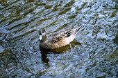 American Wigeon (Anas americana) duck in Homosassa Springs.