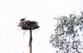Osprey (Pandion haliaetus) at its nest - Sanibel, Florida