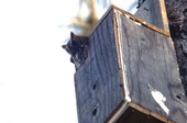 Screech owl in a box - Brevard County, Florida