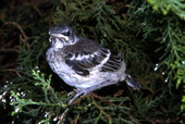 Immature Mocking Bird..