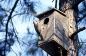Yellow shafted flicker woodpecker (Colaptes auratus) in box..