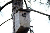 Yellow shafted flicker woodpecker (Colaptes auratus) in box..