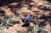 Blue Jay (Cyanocitta cristata) in the photographer's yard - Wakulla County, Florida