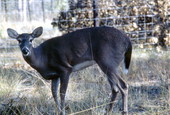 Doe in Citrus County.