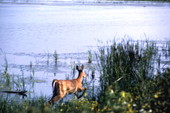 Deer at Saint Marks - Wakulla County, Florida
