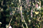 Dragon fly.