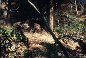 Grey fox (Urocyon cinereoargenteus) at the Tallahassee Jr. Museum.