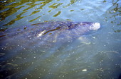 Manatee (Trichechidae) at Blue Springs - Volusia County, Florida