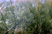 Spider web..