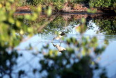 Wood stork (Mycteria americana) in the water - Merritt Island, Florida
