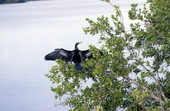 American snakebird (Anhinga anhinga) with wings spread to dry in the sun