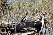 American snakebird (Anhinga anhinga) with wings spread to dry in the sun - Wakulla Springs, Florida