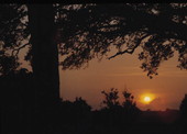 Sunrise viewed at the Corkscrew Swamp Sanctuary - Collier County, Florida