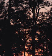 View of sunrise behind trees at Corkscrew Swamp - Collier County, Florida