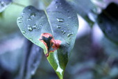 Acid rain.