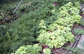 View of Herbaceous plants in garden