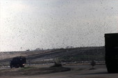 Seagulls flying in the sky above landfill