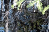 View of alligator in the water - Homosassa, Florida