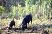 Feral hogs foraging.
