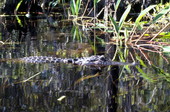View of alligator in Broward County