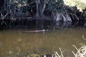 View of gator swimming