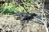 View of baby alligator - Broward County, Florida