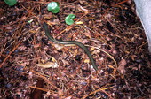 Glass lizard.