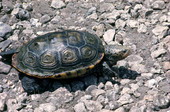 Diamond-backed terrapin.