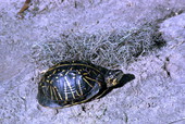 Florida Box turtle (Terrapene carolina bauri) - Leon County, Florida