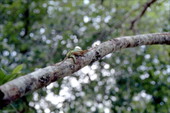 Lizards on a tree branch in Woodville - Leon County, Florida
