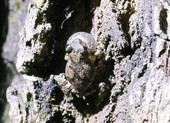 Close-up view of a gray tree frog in Woodville - Leon County, Florida