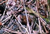 View of Pinewoods Treefrog (Hyla femoralis) in Woodville - Leon County, Florida