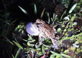 Toad "calling"