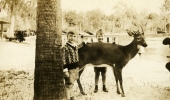 Twin brothers with deer at Crystal Springs, Florida.
