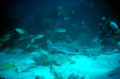 Capt. Spence Slate's pet barracuda "George".